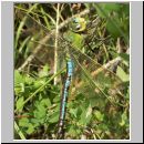 Anax imperator - Grosse Koenigslibelle m05.jpg
